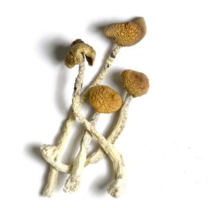 Buy Aztec Gods Magic Mushroom Online