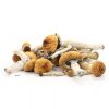 Buy Golden Teacher Mushrooms Online