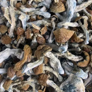 Buy A+ Buy Magic Mushrooms Online