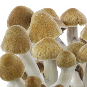 Buy Psilocybe cubensis Ecuador Online